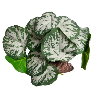 REPTILE PLANT MD BRUNNERA GREEN SILVER WITH CERAMIC BASE