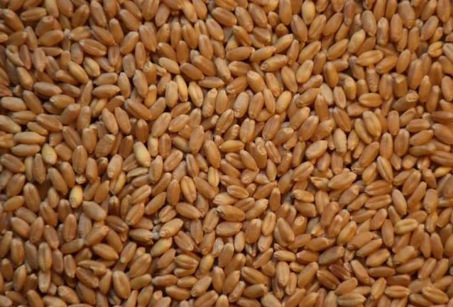 TCF Wheat